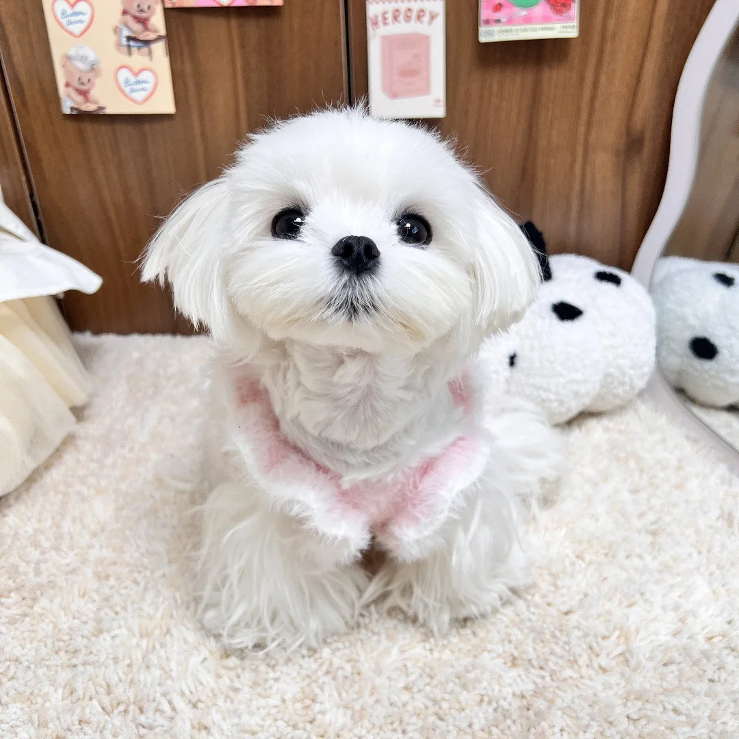Pet Autumn/Winter Knitted Dress Cat Puff Skirt Yorkshire Plush Skirt Sweater Dog Clothes for Small Dogs Puppy Clothes